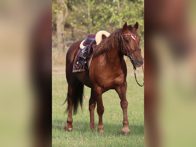 Mustang (americano) Castrone 8 Anni 146 cm Sauro scuro in Oberlangen