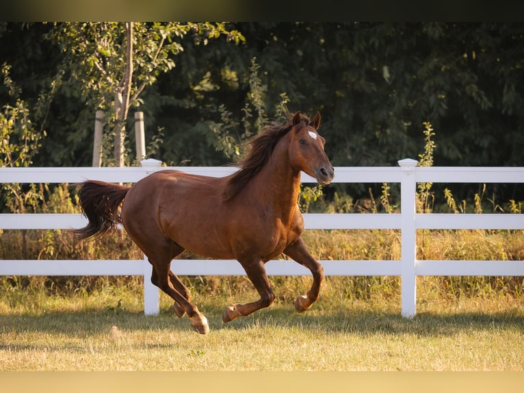 Mustang (americano) Castrone 8 Anni 146 cm Sauro scuro in Oberlangen