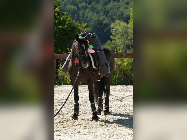 Mustang (americano) Castrone 8 Anni 148 cm Morello in Rot an der Rot