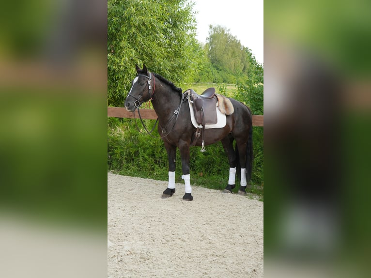 Mustang (americano) Castrone 8 Anni 148 cm Morello in Rot an der Rot