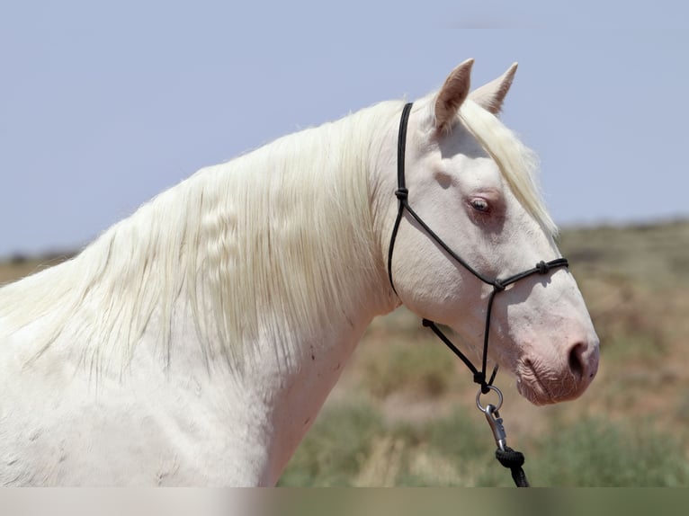 Mustang (americano) Castrone 8 Anni 150 cm Cremello in Snowflake