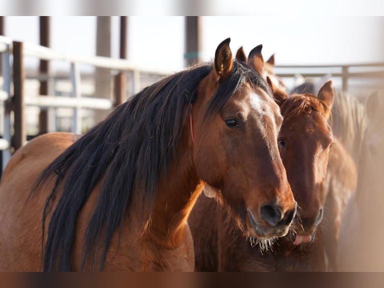 Mustang (americano) Castrone 8 Anni 154 cm Falbo in Schillingstadt