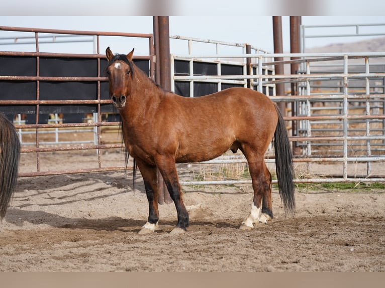 Mustang (americano) Castrone 8 Anni 154 cm Falbo in Schillingstadt