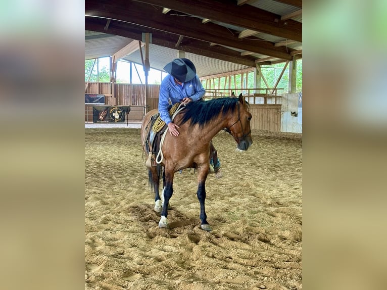 Mustang (americano) Castrone 8 Anni 158 cm Falbo in Schillingstadt