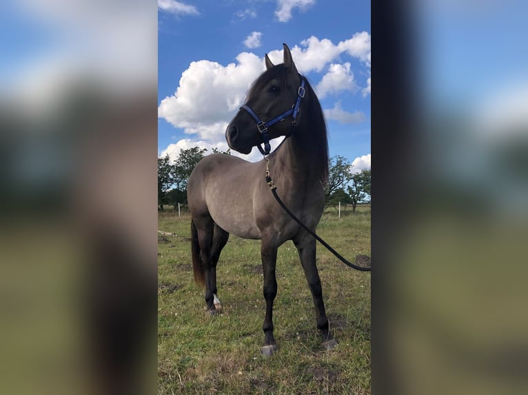 Mustang (americano) Castrone 8 Anni 160 cm Grullo in Kalkar