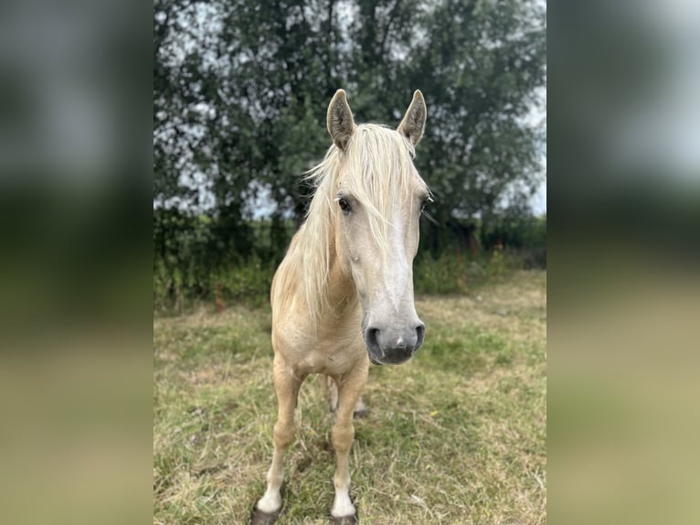 Mustang (americano) Castrone 9 Anni 150 cm Palomino in Aartselaar