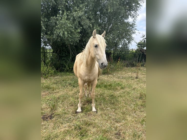 Mustang (americano) Castrone 9 Anni 150 cm Palomino in Aartselaar