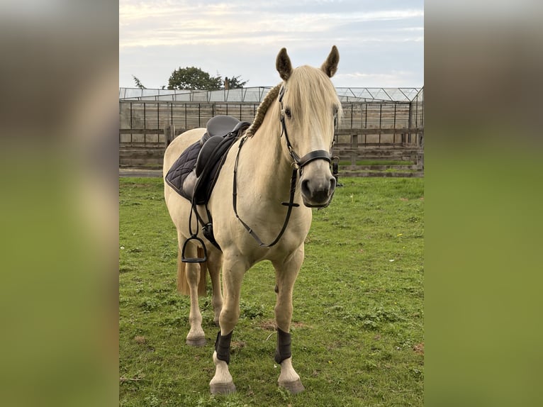 Mustang (americano) Castrone 9 Anni 150 cm Palomino in Aartselaar