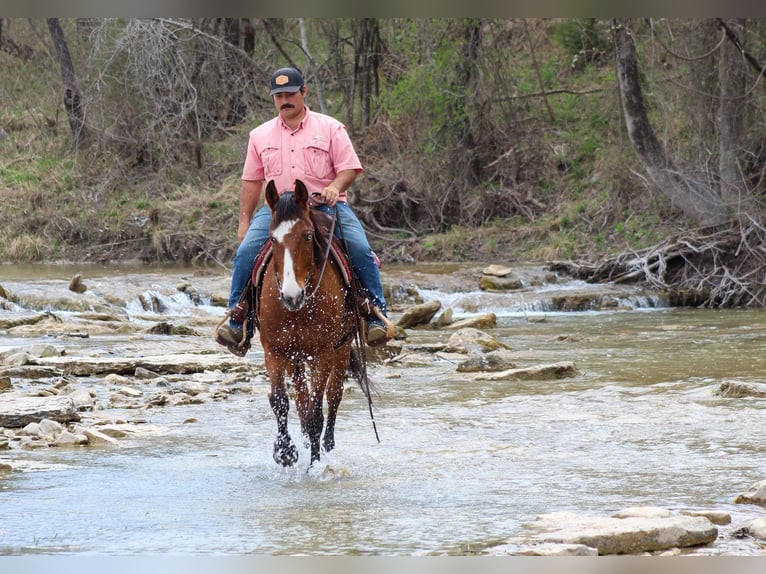 Mustang (americano) Castrone 9 Anni 152 cm Baio ciliegia in Stephenville TX