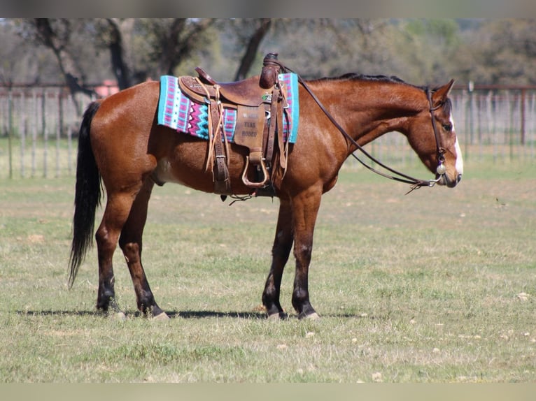 Mustang (americano) Castrone 9 Anni 152 cm Baio ciliegia in Stephenville TX