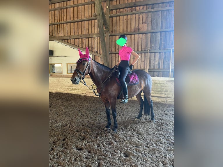 Mustang (americano) Giumenta 11 Anni 152 cm Baio in Laaber