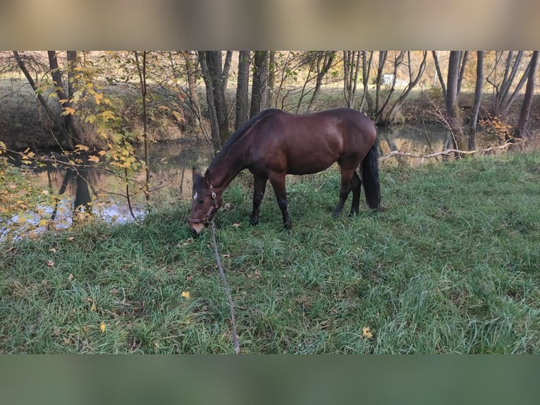 Mustang (americano) Giumenta 12 Anni 152 cm Baio in Laaber