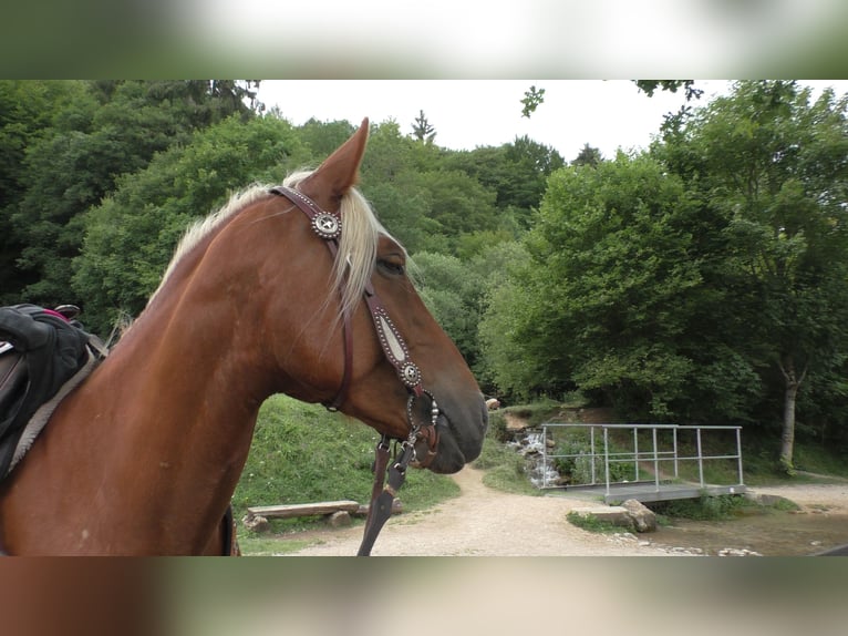 Mustang (americano) Giumenta 12 Anni 155 cm Palomino in Betteldorf