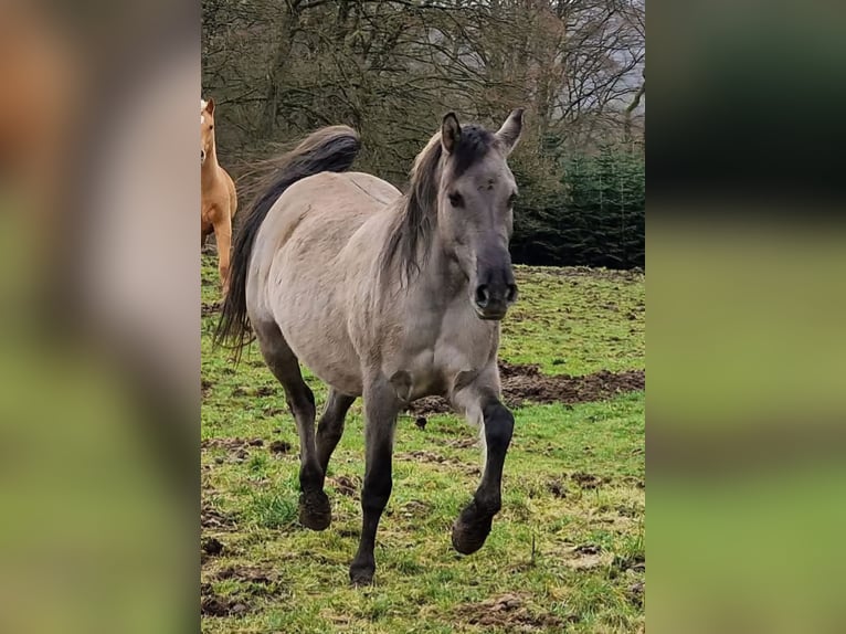 Mustang (americano) Giumenta 12 Anni 157 cm Grullo in Arnshöfen