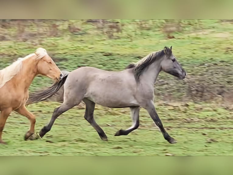 Mustang (americano) Giumenta 12 Anni 157 cm Grullo in Arnshöfen