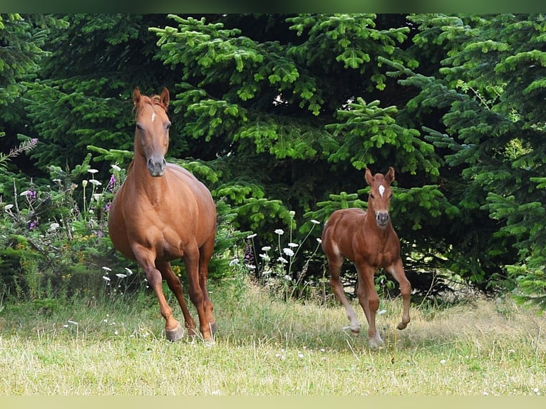 Mustang (americano) Giumenta 13 Anni 153 cm Sauro scuro in Zürbach