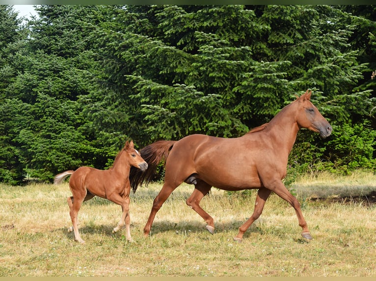 Mustang (americano) Giumenta 13 Anni 153 cm Sauro scuro in Zürbach