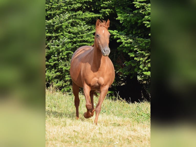 Mustang (americano) Giumenta 13 Anni 153 cm Sauro scuro in Zürbach