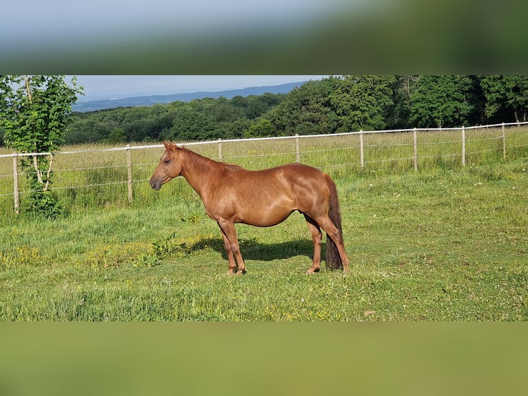 Mustang (americano) Giumenta 13 Anni 153 cm Sauro scuro in Zürbach