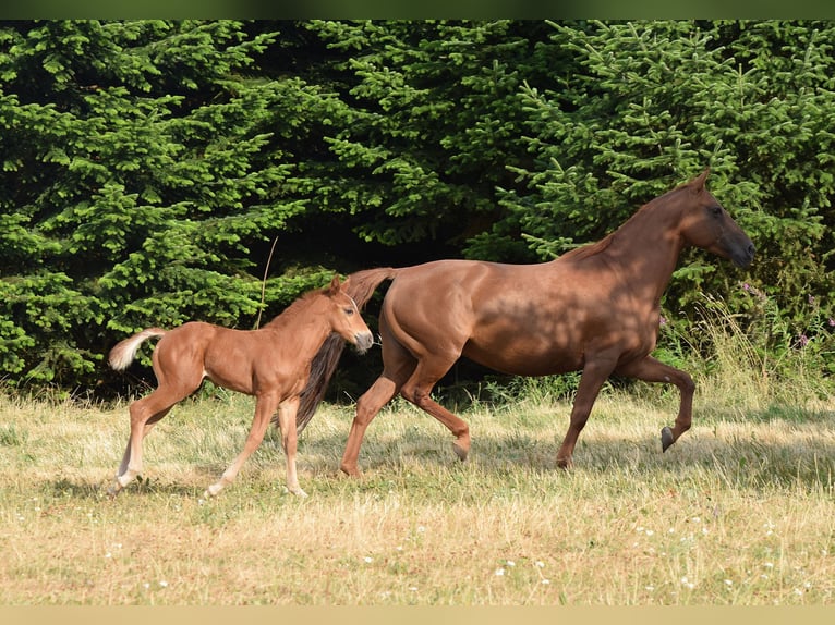 Mustang (americano) Giumenta 13 Anni 153 cm Sauro scuro in Zürbach