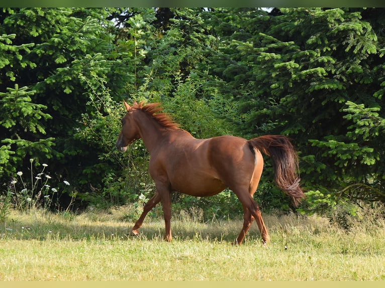 Mustang (americano) Giumenta 13 Anni 153 cm Sauro scuro in Zürbach