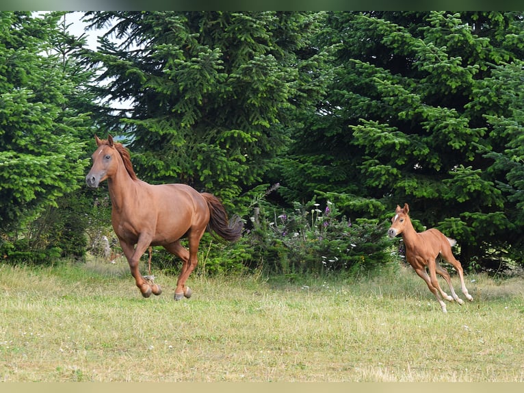 Mustang (americano) Giumenta 13 Anni 153 cm Sauro scuro in Zürbach