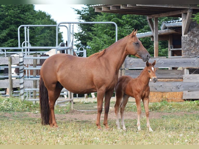 Mustang (americano) Giumenta 13 Anni 153 cm Sauro scuro in Zürbach