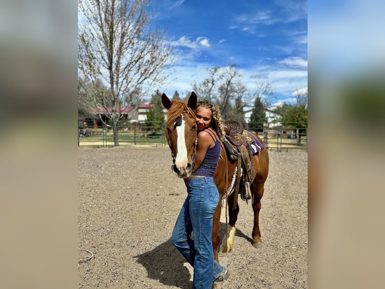 Mustang (americano) Giumenta 15 Anni 150 cm Sauro ciliegia in Fort Collins
