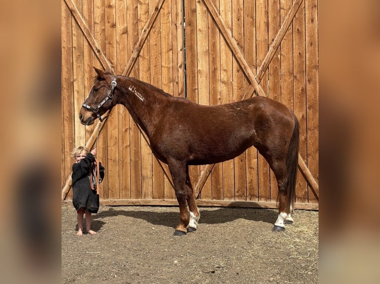 Mustang (americano) Giumenta 15 Anni 150 cm Sauro ciliegia in Fort Collins