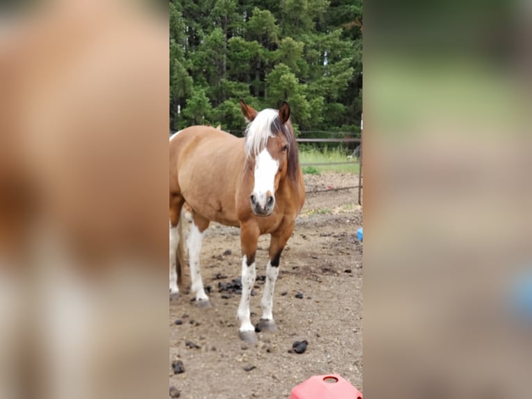 Mustang (americano) Giumenta 15 Anni 152 cm Pezzato in Dallas