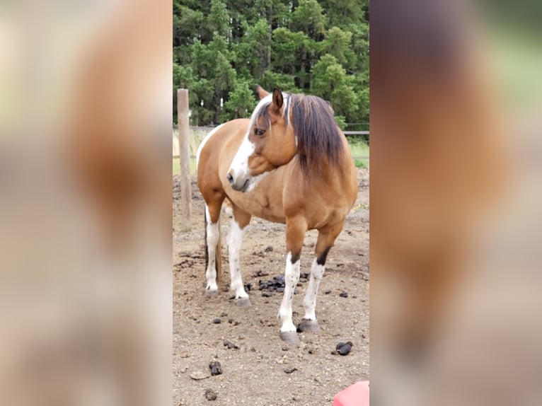 Mustang (americano) Giumenta 15 Anni 152 cm Pezzato in Dallas