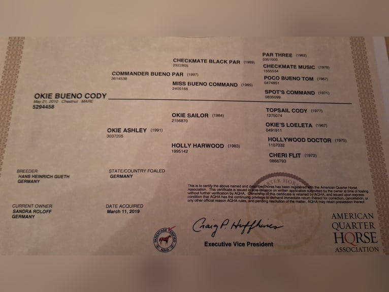 Mustang (americano) Mix Giumenta 1 Anno 153 cm Sauro in Heiligkreuzsteinach