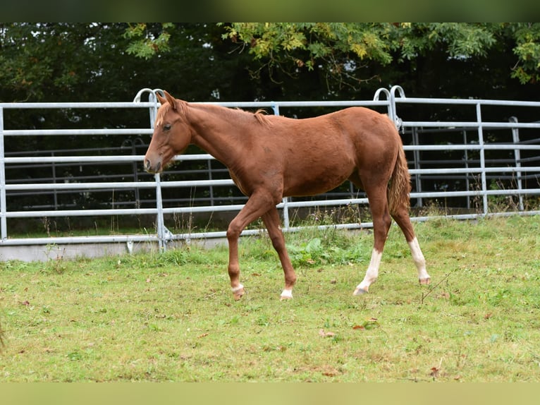 Mustang (americano) Mix Giumenta 1 Anno 153 cm Sauro in Heiligkreuzsteinach