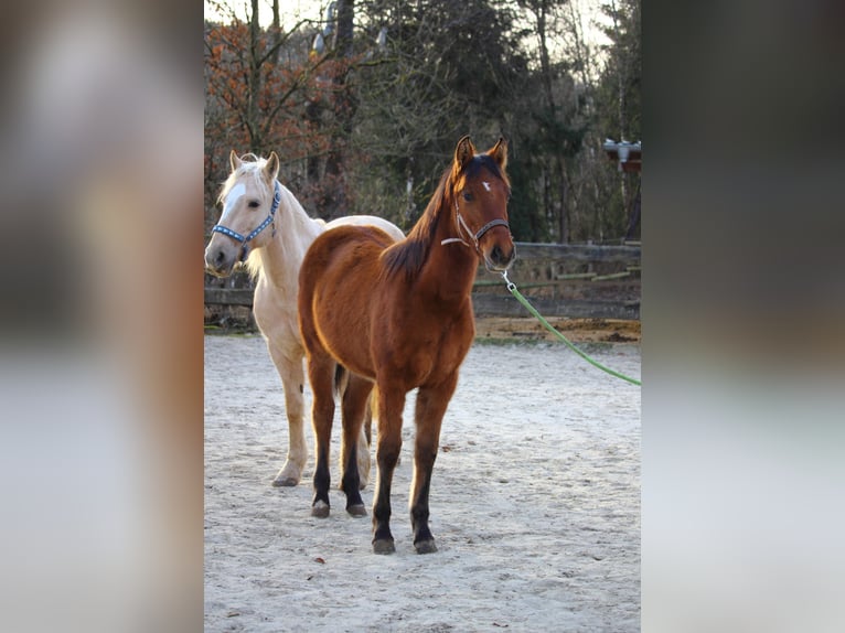 Mustang (americano) Giumenta 1 Anno 155 cm Falbo in Siegen