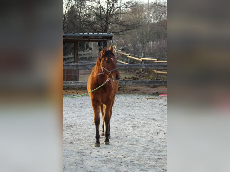 Mustang (americano) Giumenta 1 Anno 155 cm Falbo in Siegen
