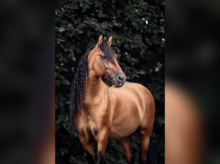 Mustang (americano) Giumenta 3 Anni 150 cm Pearl in Kalkar