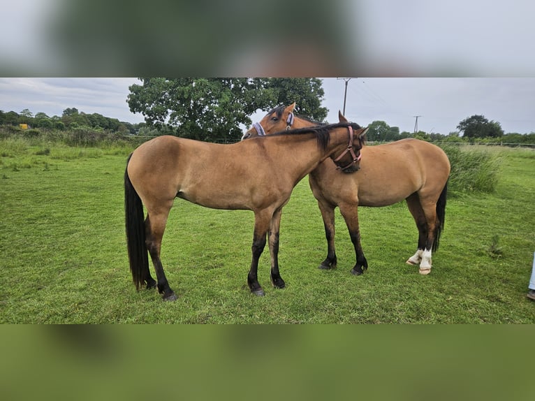 Mustang (americano) Giumenta 3 Anni 155 cm Falbo in Kalkar