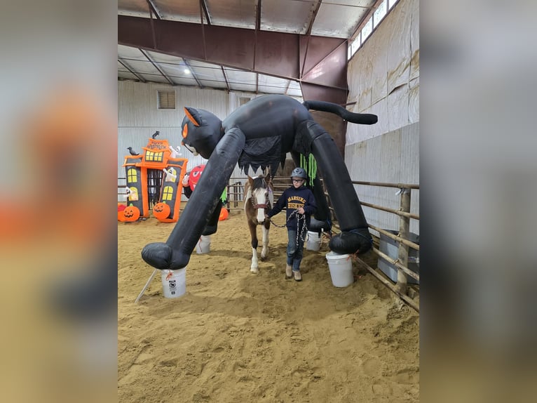 Mustang (americano) Giumenta 4 Anni 143 cm Pezzato in 00