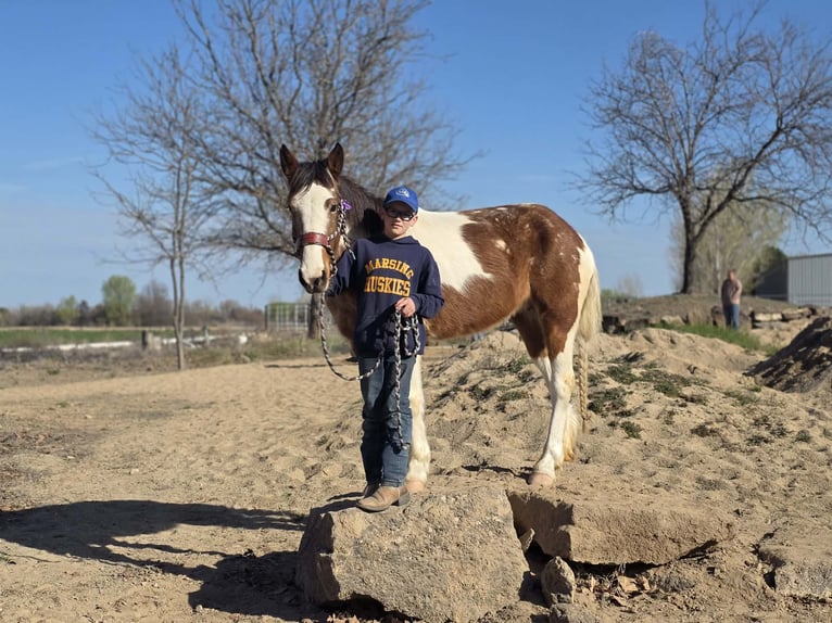 Mustang (americano) Giumenta 4 Anni 143 cm Pezzato in 00