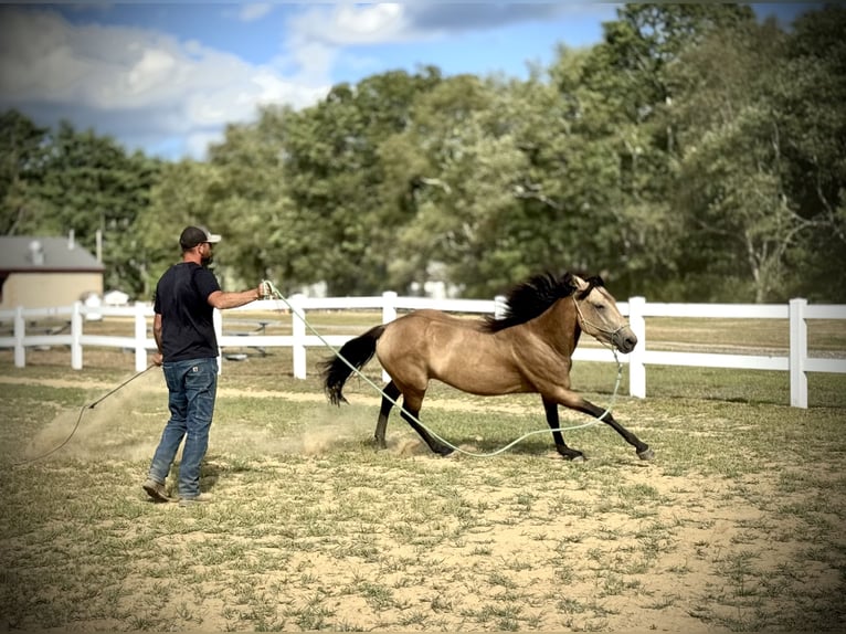 Mustang (americano) Giumenta 4 Anni 152 cm Pelle di daino in Orange, MA