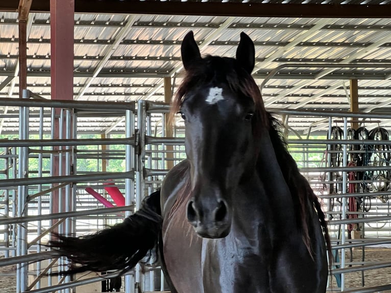 Mustang (americano) Giumenta 5 Anni 148 cm Morello in Lyons