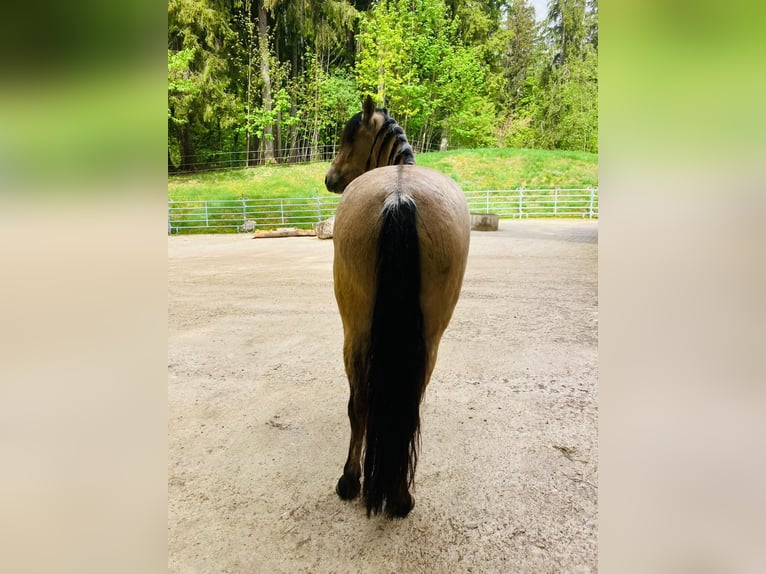 Mustang (americano) Giumenta 5 Anni 150 cm Pelle di daino in Ramsau