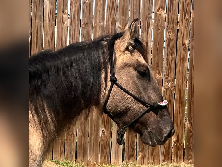 Mustang (americano) Giumenta 6 Anni 140 cm Grullo in Lyons