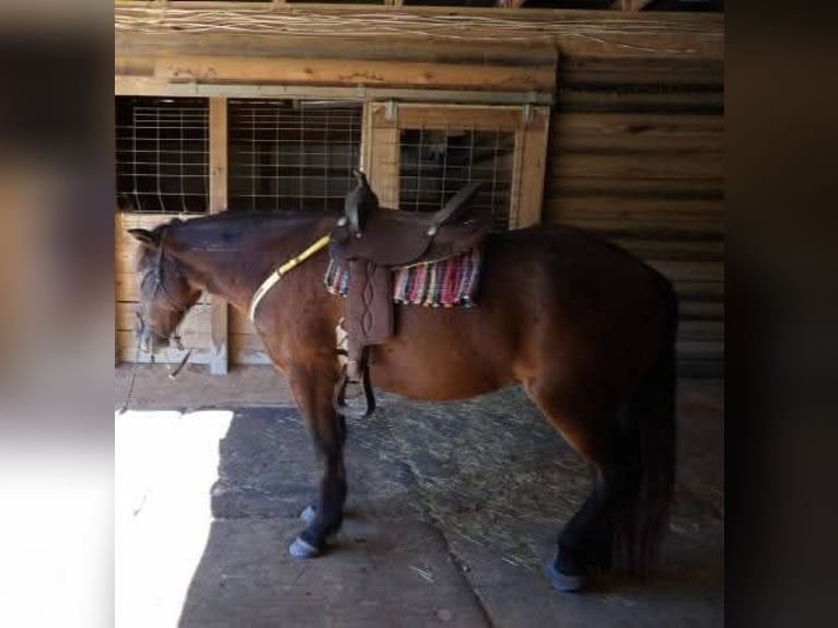 Mustang (americano) Giumenta 6 Anni 142 cm Baio scuro in Laceys Spring, AL