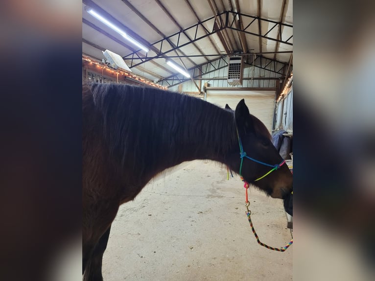 Mustang (americano) Giumenta 6 Anni 142 cm Baio scuro in Laceys Spring, AL