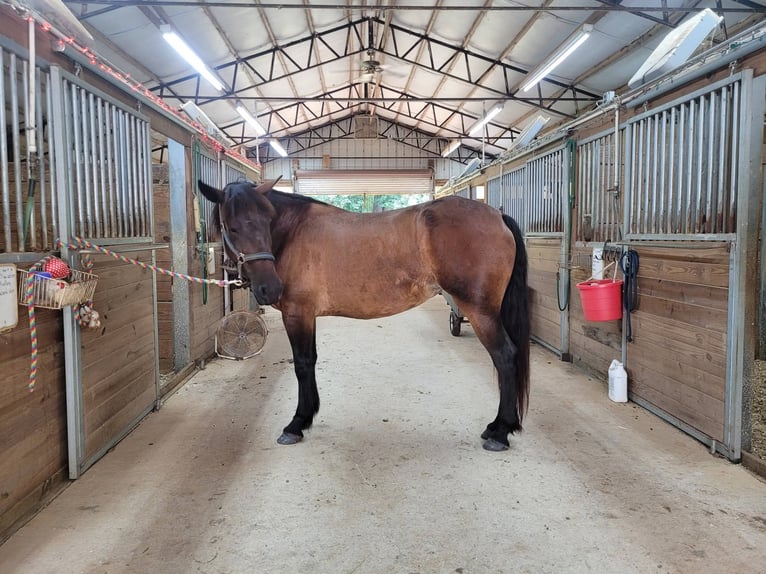 Mustang (americano) Giumenta 6 Anni 142 cm Baio scuro in Laceys Spring, AL