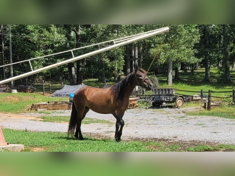 Mustang (americano) Giumenta 6 Anni 142 cm Baio scuro in Laceys Spring, AL