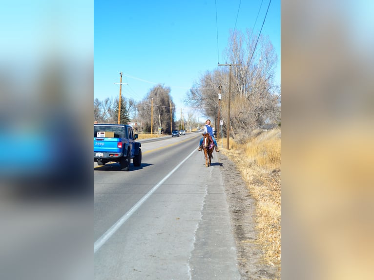 Mustang (americano) Giumenta 6 Anni 145 cm Sauro ciliegia in Fort Collins Mustang (americano) Giumenta 6 Anni 145 cm Sauro ciliegia in Fort Collins