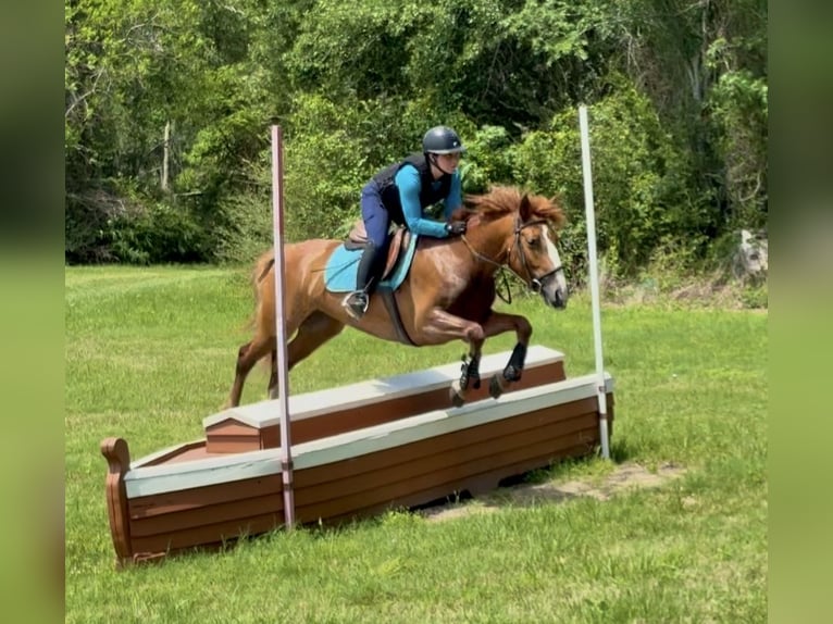 Mustang (americano) Giumenta 6 Anni 150 cm Sauro scuro in Bertram