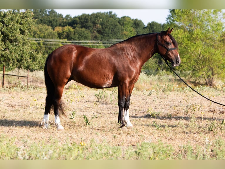 Mustang (americano) Giumenta 6 Anni Baio ciliegia in Kaufman